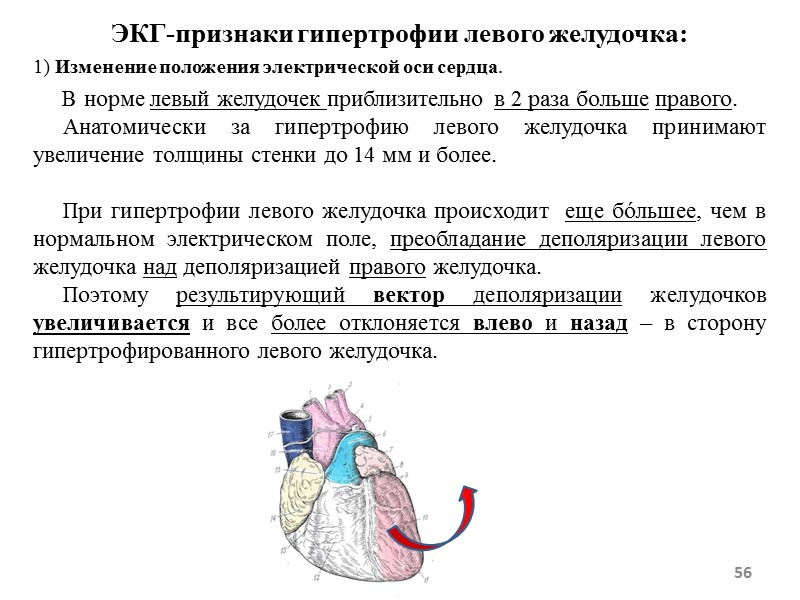 56 В норме левый желудочек приблизительно в 2 раза 56 В норме левый желудочек приблизительно в 2 раза